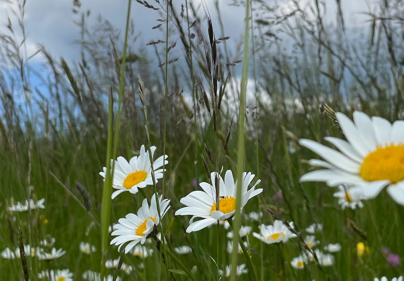 Blumen